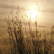 Sunset in nature